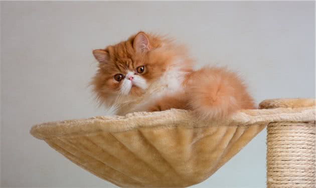 拥有一只“波斯猫”真的太快乐了，但是要注意它的8个饲养方法