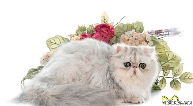 拥有一只“波斯猫”真的太快乐了，但是要注意它的8个饲养方法