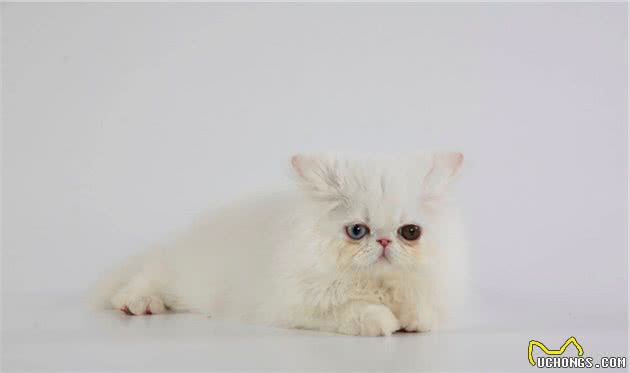 拥有一只“波斯猫”真的太快乐了，但是要注意它的8个饲养方法