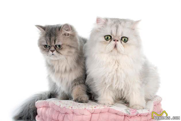 拥有一只“波斯猫”真的太快乐了，但是要注意它的8个饲养方法