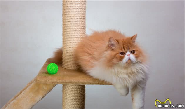 拥有一只“波斯猫”真的太快乐了，但是要注意它的8个饲养方法