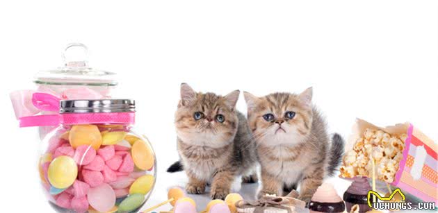 拥有一只“波斯猫”真的太快乐了，但是要注意它的8个饲养方法