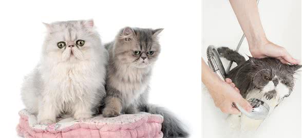 拥有一只“波斯猫”真的太快乐了，但是要注意它的8个饲养方法