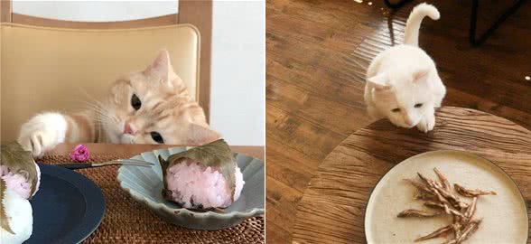 困扰铲屎官的世纪难题，猫咪一天到底应该喂几餐，很多人都喂错了