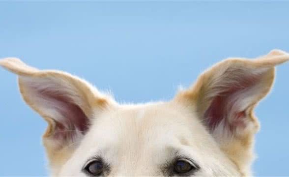 狗狗变臭的5大原因，最后一个很多人想不到