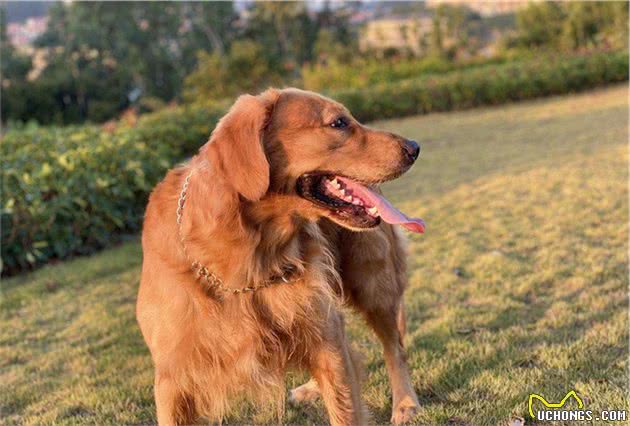 选狗手册：大小型犬、公母犬、纯种串串、长毛短毛，选哪种好？