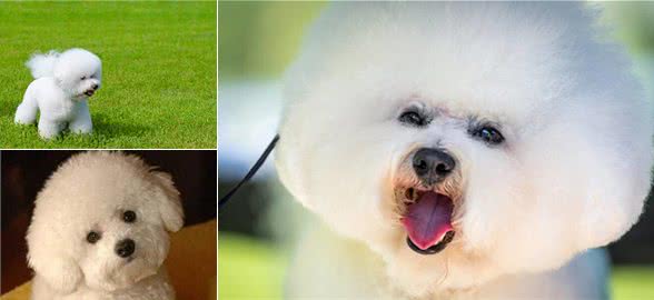 比熊犬要怎么养，记住以下几点，，，