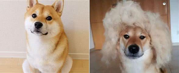 “日本”柴犬怎么样？为什么喜欢的人这么多呢