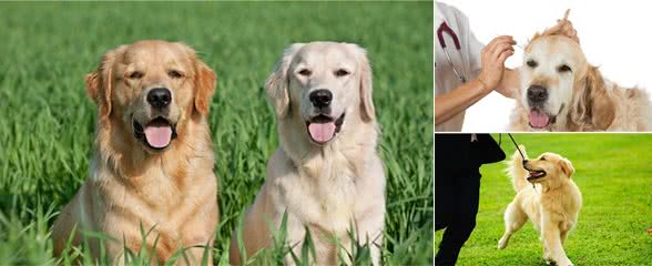 「美毛篇」金毛犬毛发粗糙，怎么办？分享个人经验~