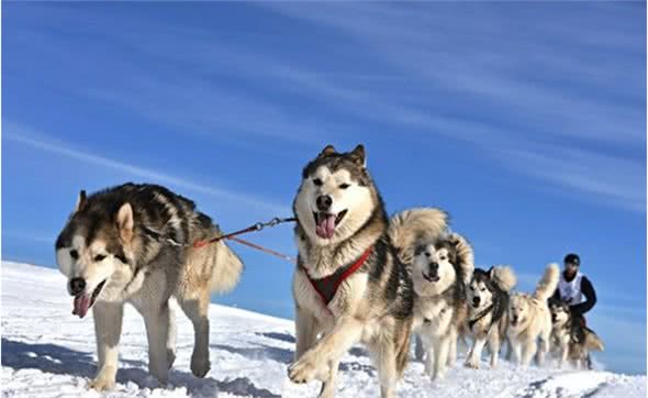 雪橇三傻那么傻，为什么还可以拉雪橇？