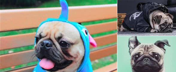 巴哥从很受欢迎，到如今很少人养，到底是为什么