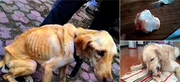 狗狗吃骨头暗藏遗传因素，主人需改变喂食方法，避免三种意外伤害