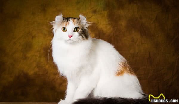 猫咪智商排行榜，竟然没有我们中华田园猫，我第一个不服