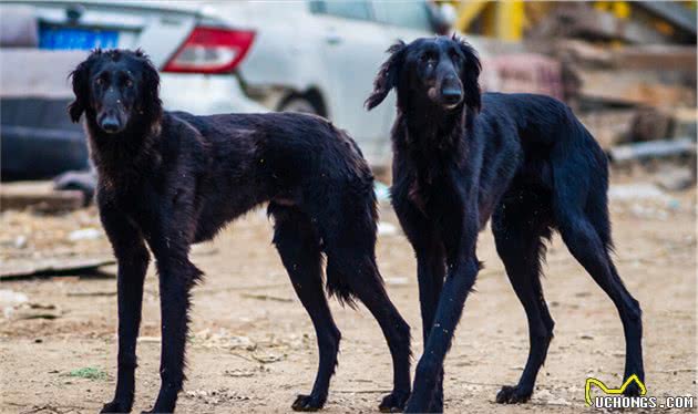 这6种“中国犬”，养的人虽然不多，但是很忠诚