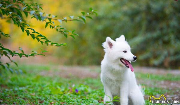 地球上5大最适合家养的大型犬，金毛和二哈均上榜，你喜欢哪个？