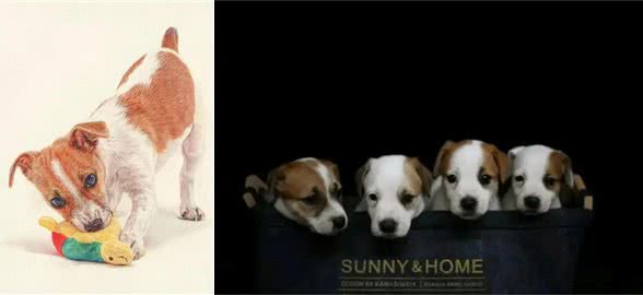 拥有一只杰克罗素梗犬