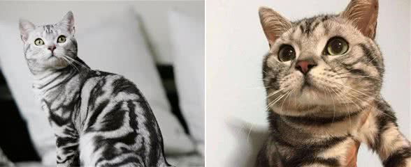 美短猫为什么越来越多人养了？网友：养了之后就不想换猫了