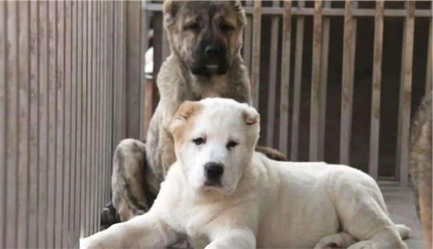 同为猛犬，却没比特犬出名，这种狗血统古老，还跟藏獒沾亲带故