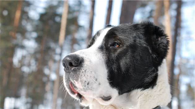 同为猛犬，却没比特犬出名，这种狗血统古老，还跟藏獒沾亲带故