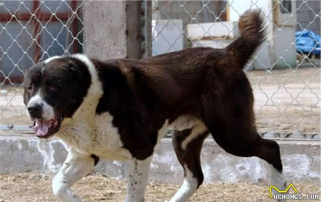 同为猛犬，却没比特犬出名，这种狗血统古老，还跟藏獒沾亲带故