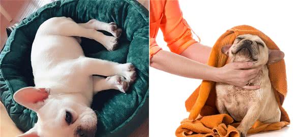 做好这5点，法国斗牛犬想患上皮肤病，都很难