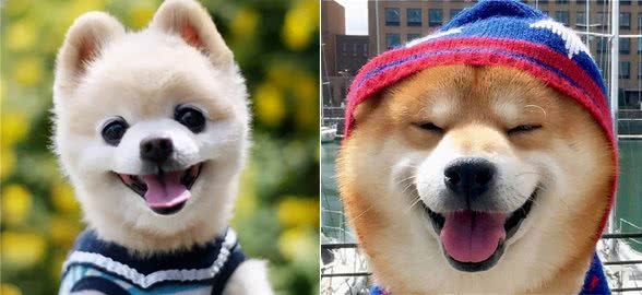 狗狗“依赖”你，才会有的表现