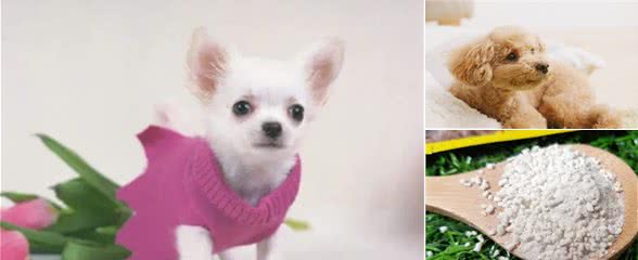 狗狗来大姨妈会难受么