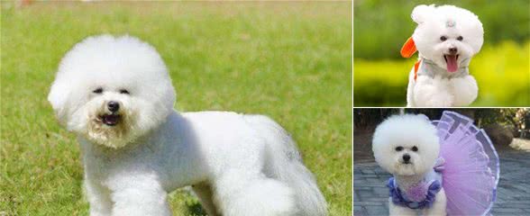 养比熊犬，如果不知道这些，那就是你不懂它