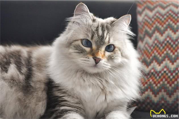 猫咪便秘问题不可小觑，了解如何应对能避免很多麻烦！