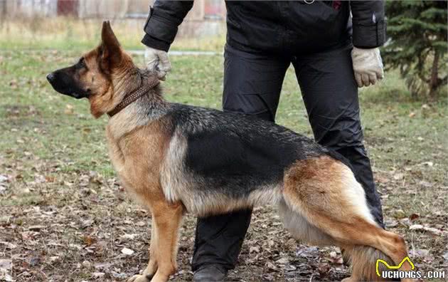 盘点在犬中智商排在第三的德国牧羊犬，背部被毛黑色，人称黑背