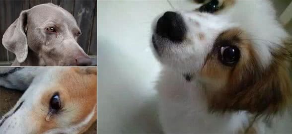 你知道吗?狗也会哭的?狗哭的原因有哪些?