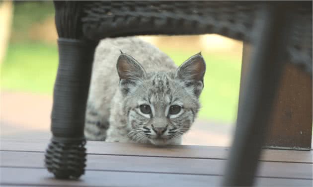 山猫带着5只小猫下山“游玩”，赖在别人家不走，家猫怂得不出门