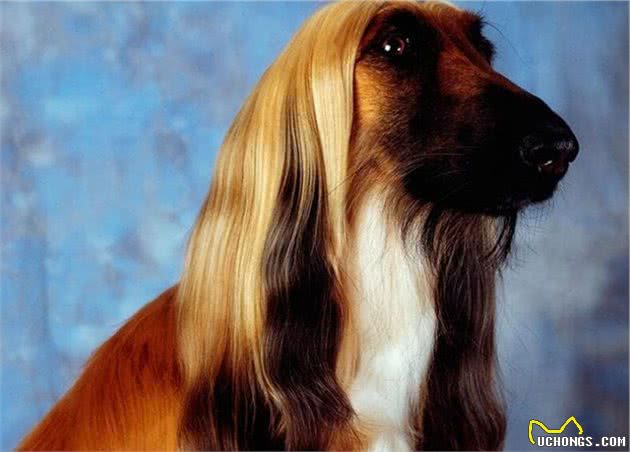 风靡全世界的犬中帝王—阿富汗猎犬
