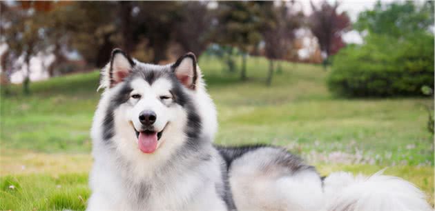 颜值担当的阿拉斯加犬，都有哪些优缺点呢？