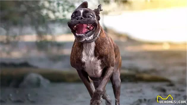 拳师犬，严肃的外表下藏着一颗逗比的心