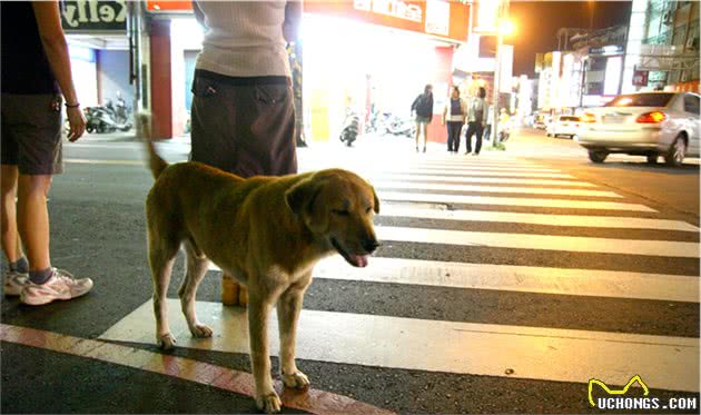 在台湾见到的听话狗狗