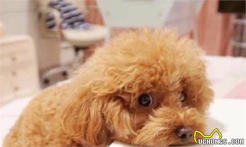 泰迪犬对你做这几点，说明在它心里，你不配当它的主人