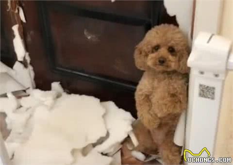 泰迪犬对你做这几点，说明在它心里，你不配当它的主人