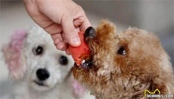 泰迪犬对你做这几点，说明在它心里，你不配当它的主人