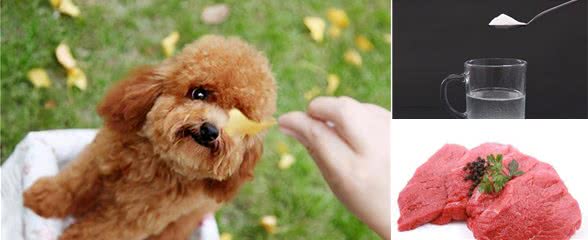狗狗排出白色寄生虫？发现狗狗有虫应该怎么处理？