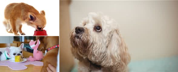 喂食的时候狗狗经常低吼,家里人让把狗子送走护食该怎么办