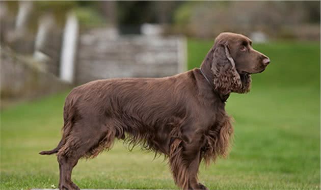 寻根问祖系列（46）：田野小猎犬（FieldSpaniel）