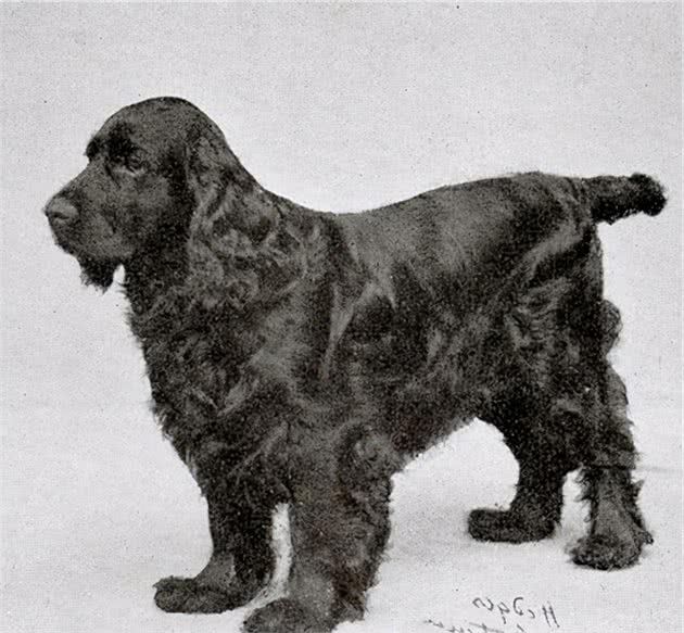 寻根问祖系列（46）：田野小猎犬（FieldSpaniel）