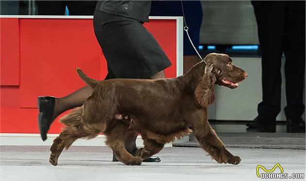 寻根问祖系列（46）：田野小猎犬（FieldSpaniel）