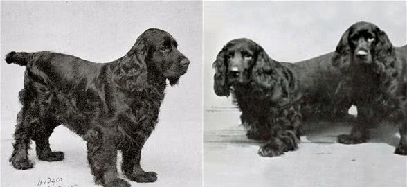 寻根问祖系列（46）：田野小猎犬（FieldSpaniel）