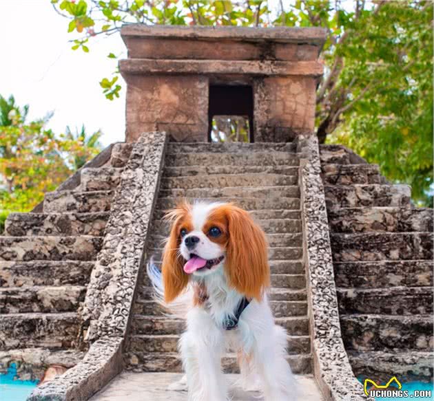 如此漂亮迷人的查理王小猎犬，你有见过吗？