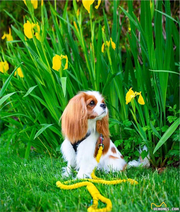 如此漂亮迷人的查理王小猎犬，你有见过吗？