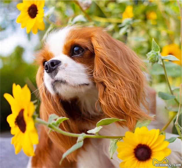 如此漂亮迷人的查理王小猎犬，你有见过吗？