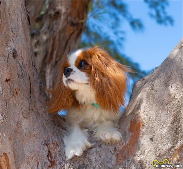 如此漂亮迷人的查理王小猎犬，你有见过吗？