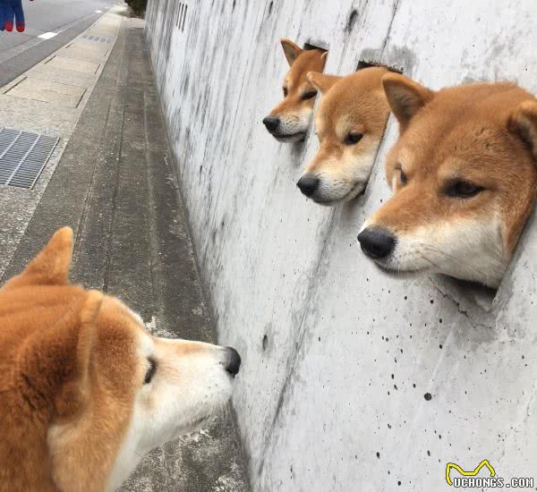 狗狗固执不听话，特别是外出散步时，其实不一定是狗狗的错